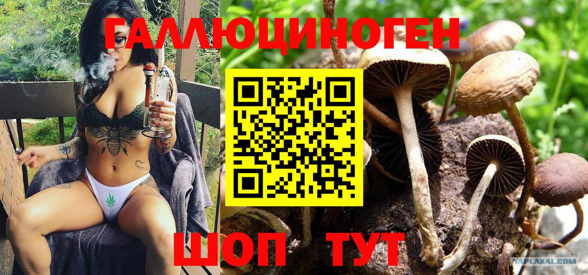 Черкесск  Псилоцибиновые грибы GOLDEN TEACHER  Вход с VPN 